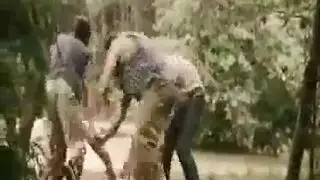 منظار خشب الأبنوس الهواة من القرون الوسطى